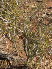 Archidendropsis basaltica