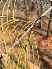 Hakea lorea