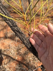 Hakea lorea