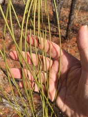Hakea lorea