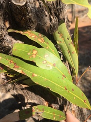 Eucalyptus tenuipes