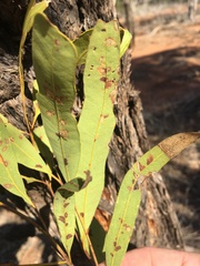 Eucalyptus tenuipes