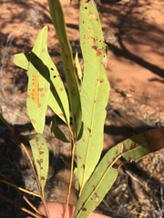 Eucalyptus tenuipes