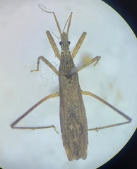 Pygolampis pectoralis