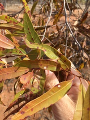 Eucalyptus tenuipes