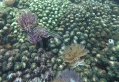 Plagiotremus azaleus