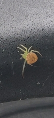 Araneus alboventris