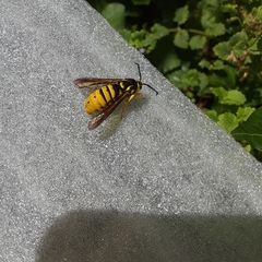 Paranthrene simulans