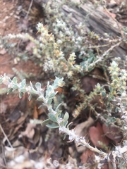 Sclerolaena birchii