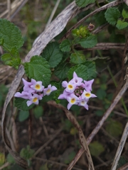 Lantana megapotamica
