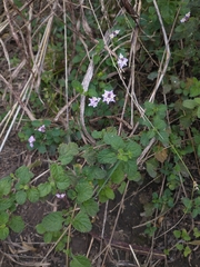 Lantana megapotamica