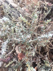 Sclerolaena birchii