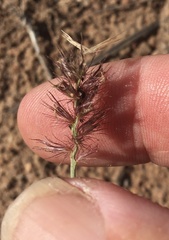 Cenchrus caliculatus