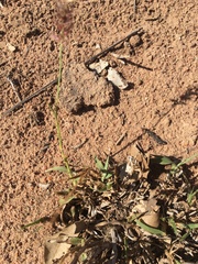 Cenchrus caliculatus