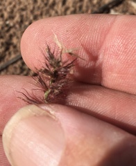 Cenchrus caliculatus