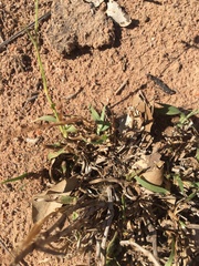 Cenchrus caliculatus