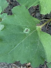 Calycomyza platyptera