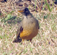 Turdus olivaceus culminans