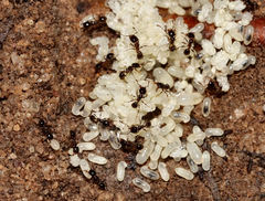 Pheidole pilifera