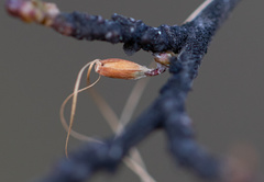 Misodendraceae