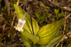 Clematis ochroleuca