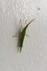 Acrida cinerea