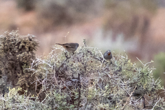 Pyrrholaemus brunneus