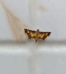 Aethaloessa