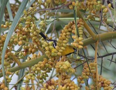 Icterus nigrogularis nigrogularis