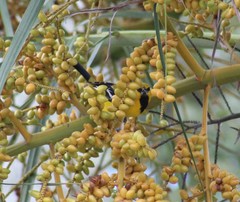 Icterus nigrogularis nigrogularis