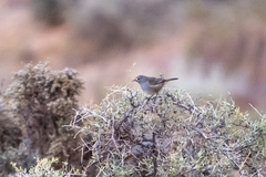 Pyrrholaemus brunneus