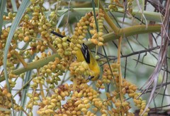 Icterus nigrogularis nigrogularis
