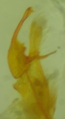 Alucita adriendenisi