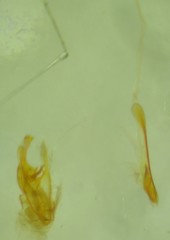 Alucita adriendenisi