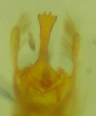 Alucita adriendenisi