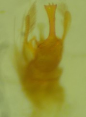 Alucita adriendenisi