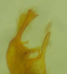 Alucita adriendenisi