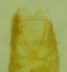 Alucita adriendenisi