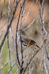 Pyrrholaemus brunneus