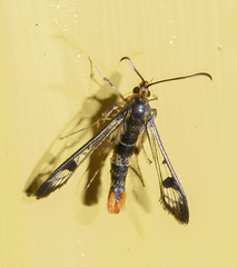 Synanthedon acerrubri