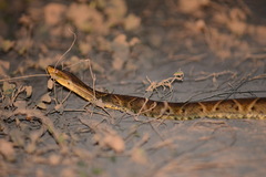 Bothrops moojeni