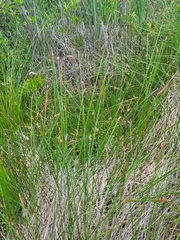 Eleocharis rostellata