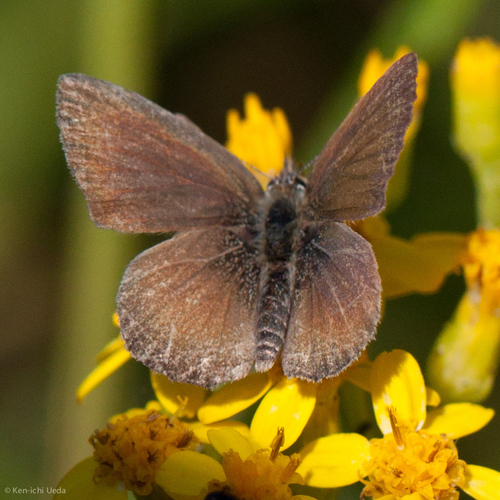 Dull Heath-blue