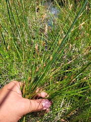Eleocharis rostellata