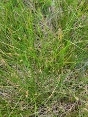 Eleocharis rostellata