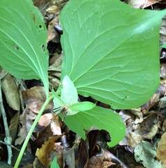 Trillium rugelii