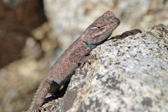 Sceloporus jarrovii