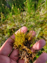 Scorpidium cossonii