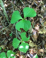 Trillium rugelii