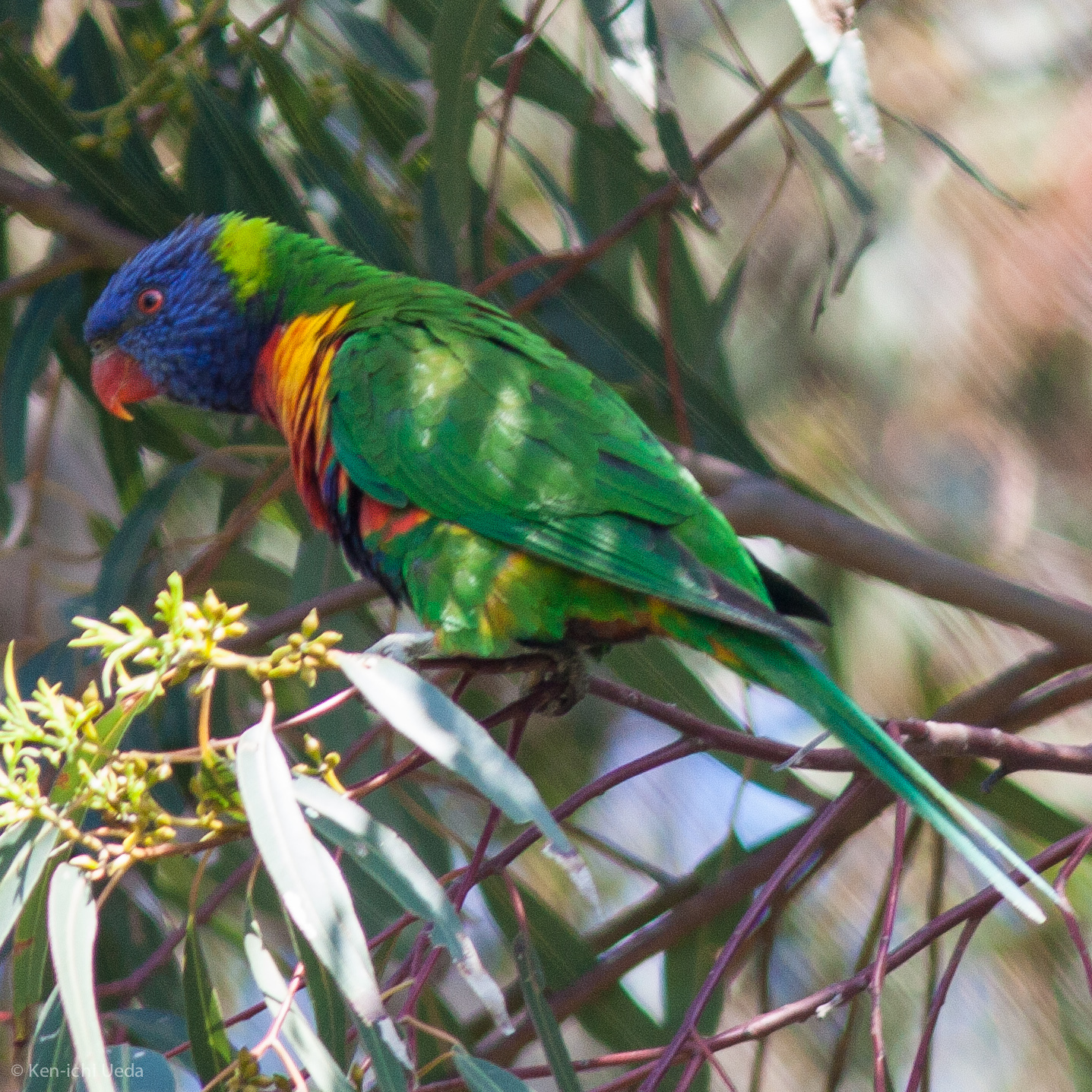 Coconut Lorikeet